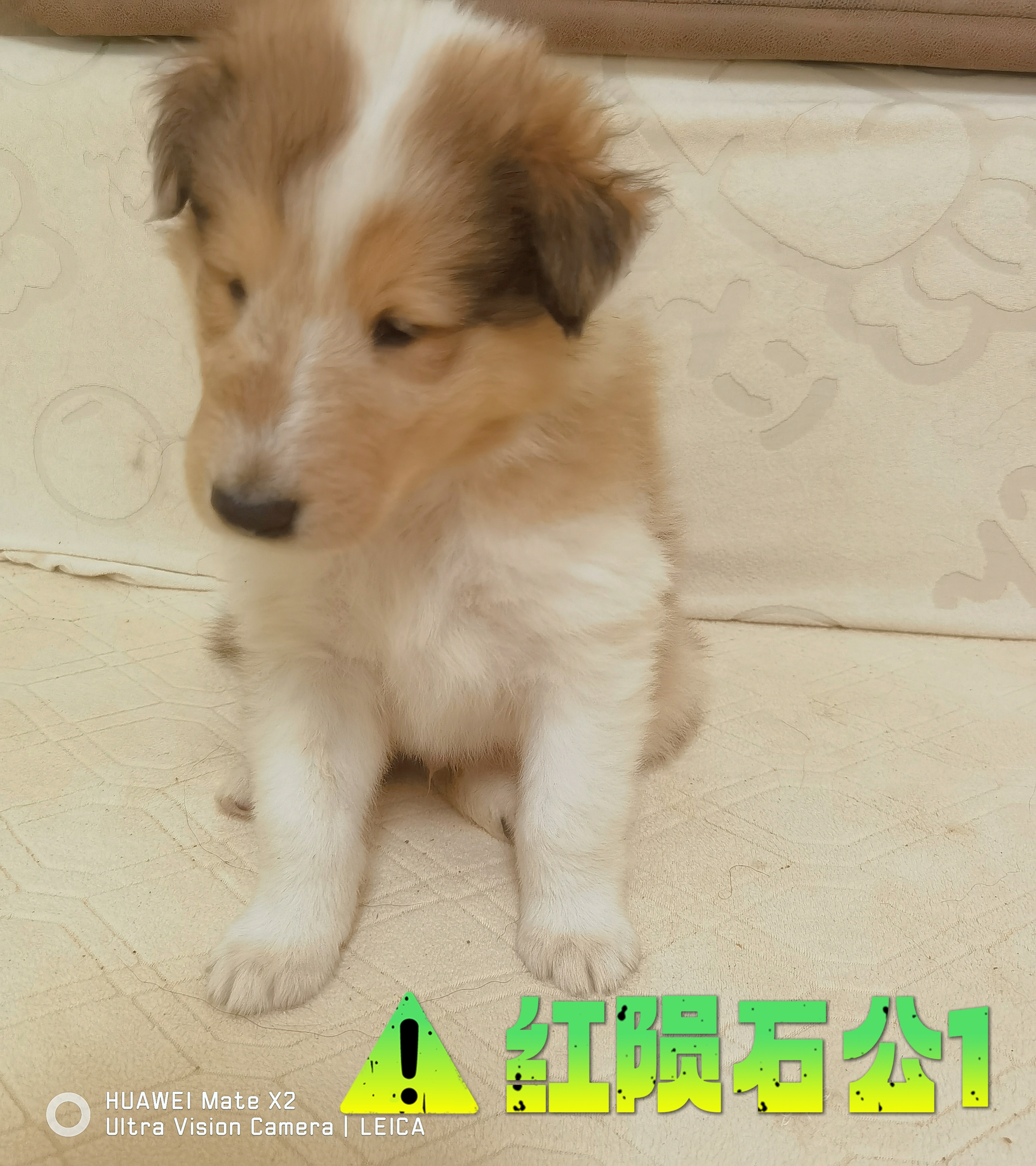 纯种美系双血统苏格兰牧羊犬